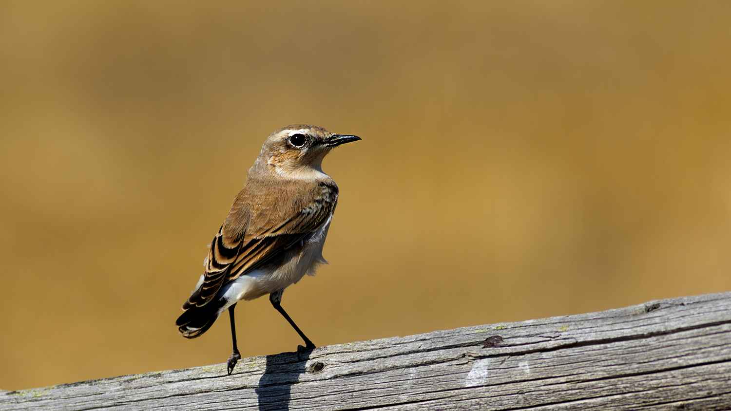 Isabelline Wheatear